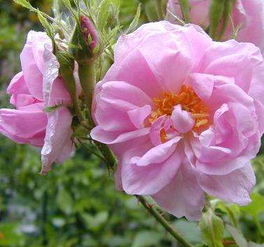 精品花卉千叶玫瑰,花朵粉的艳丽,粉的妖艳,花姿独特靓丽