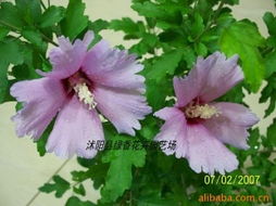 沭阳县绿香花卉园艺场 灌木产品列表